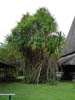 Tree, Gaugin Museum, Tahiti