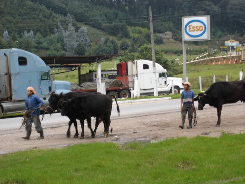 Young Boys Leading their Cows