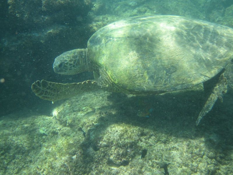 Sea Turtle