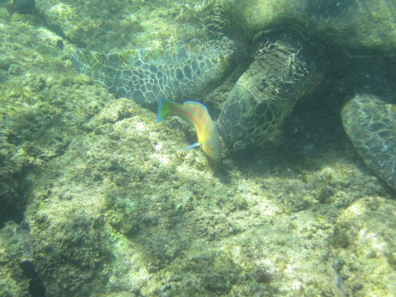 Sea Turtle and Friend