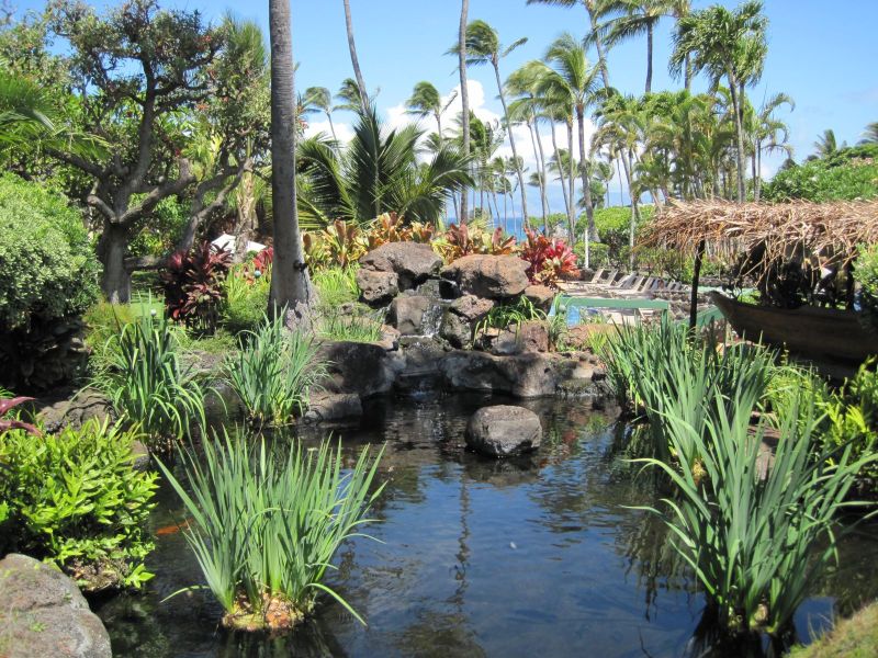 Koi Pond of Napili Shores