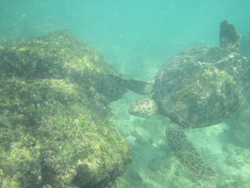 Sea Turtle