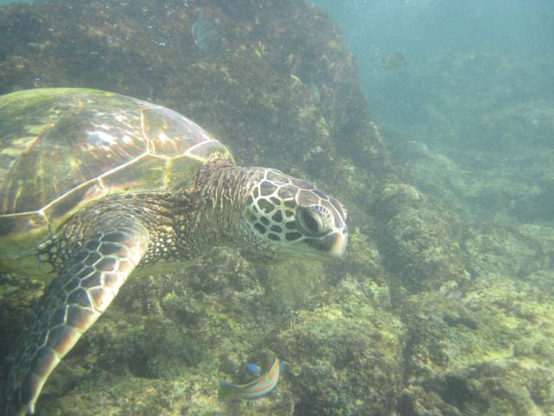 Sea Turtle