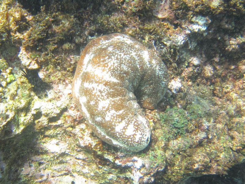 Sea Cucumber