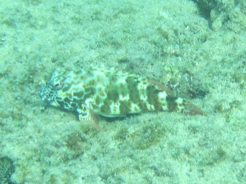 A Fish Sitting on the Ocean Floor