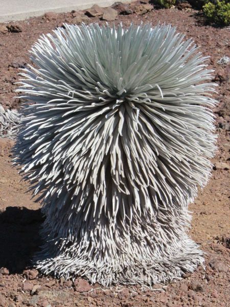 Endangered Plant atop Haleakala