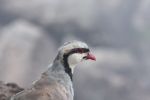 Bird atop Haleakala