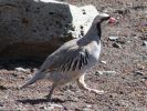 Bird atop Haleakala