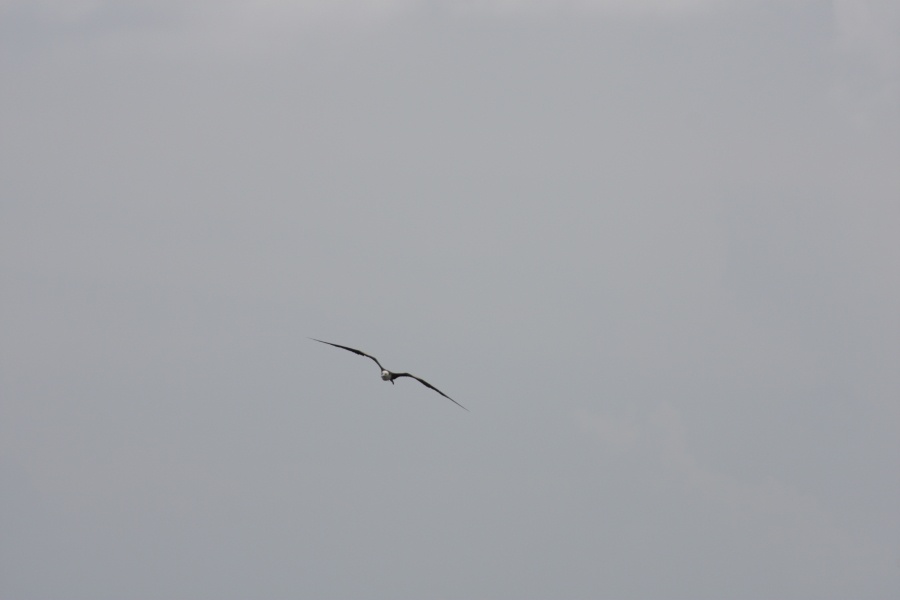 Juvenile Frigatebird