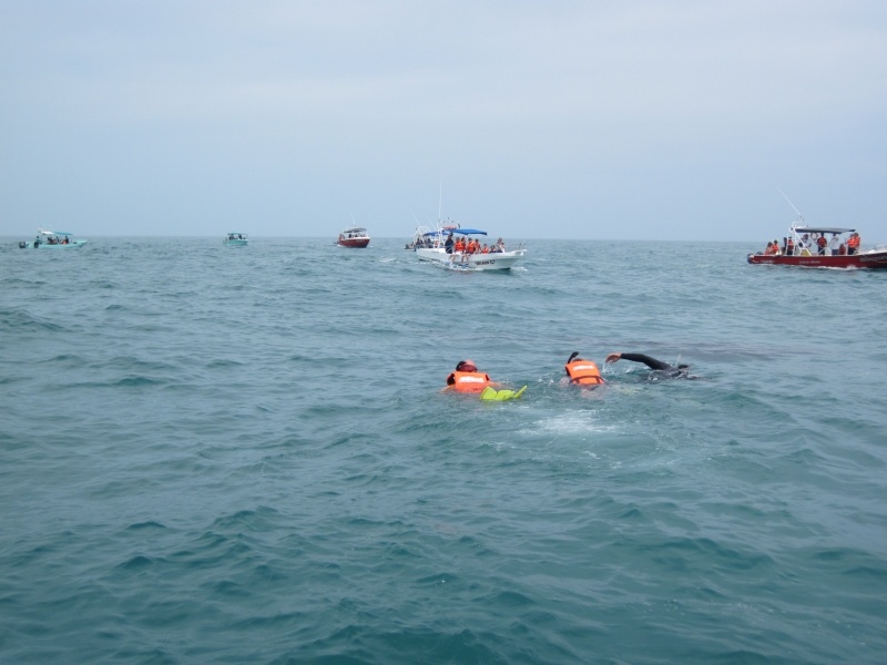 Snorkeling with Whale Shark