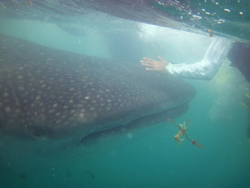 Whale Shark