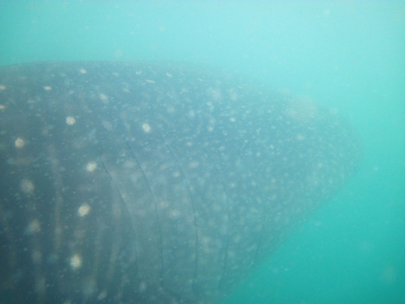 Whale Shark