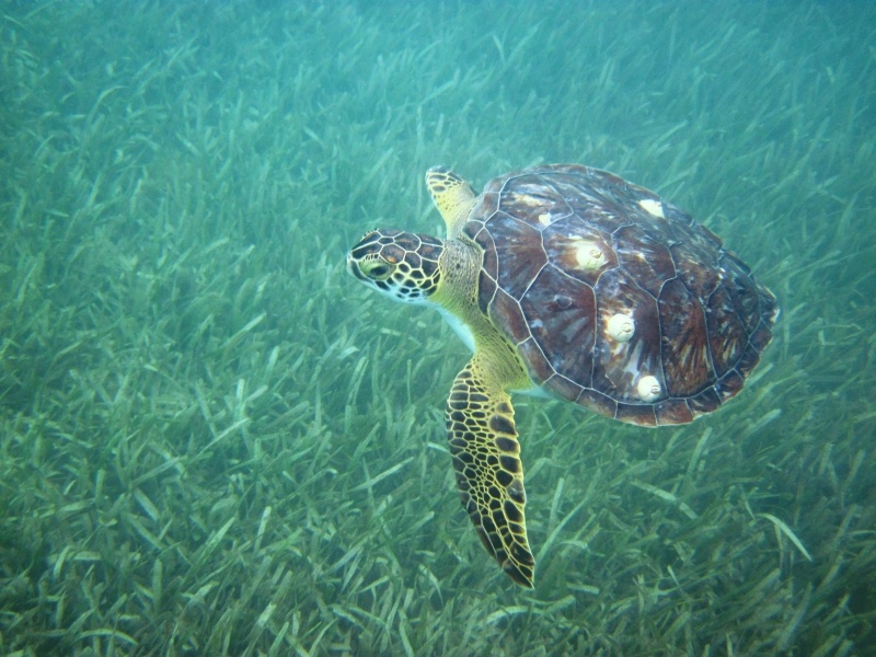 Sea Turtle