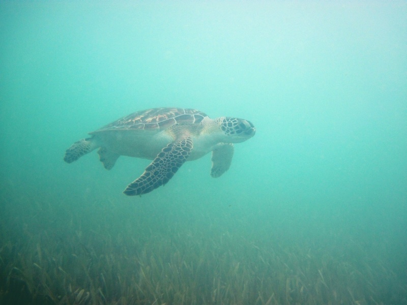 Sea Turtle