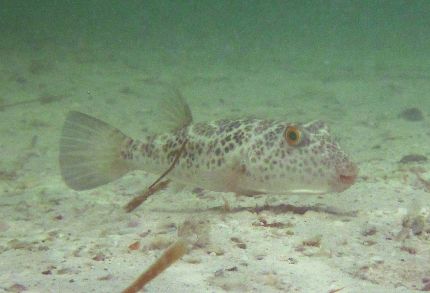 Fish, Holbox