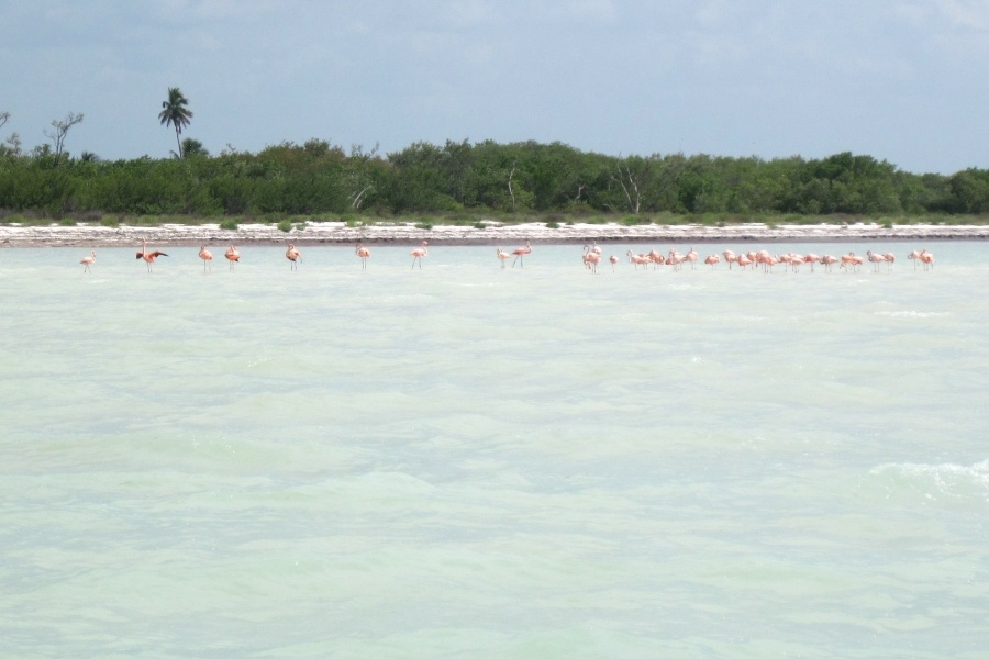 Flamingos, Holbox