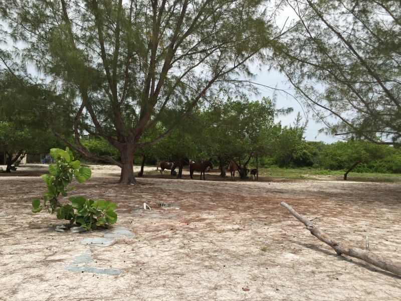 Donkeys, Holbox