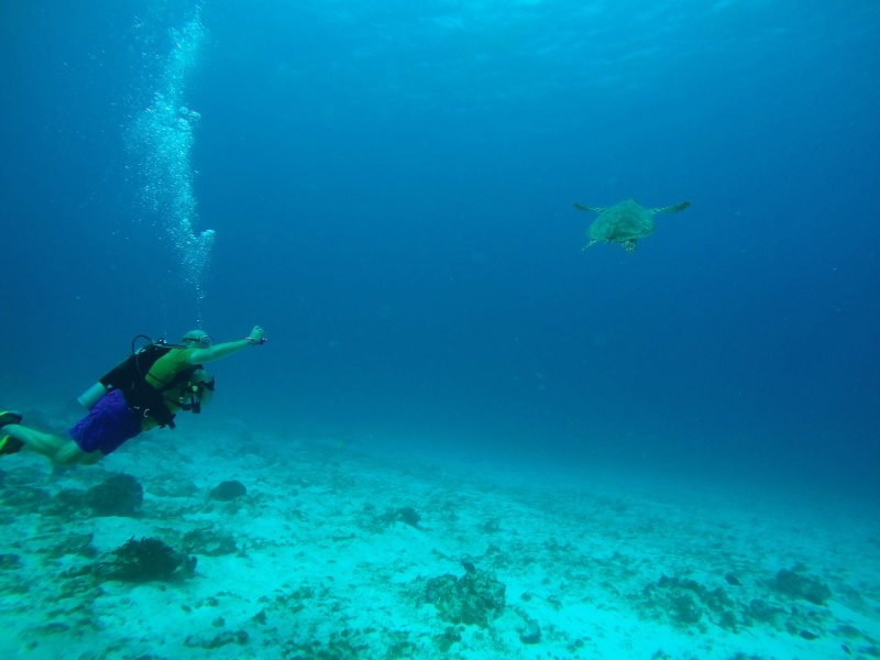 Patrick following sea turtle