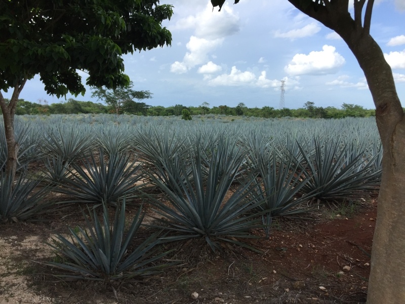 Agave at the worst Tequileria in Mexico