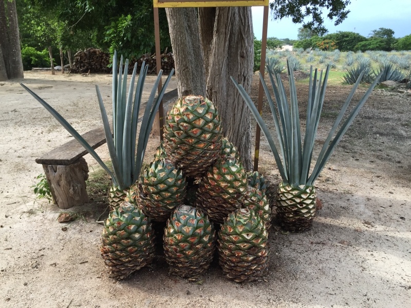 Agave at the worst Tequileria in Mexico