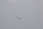 Juvenile Frigatebird