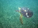 Sea Turtle