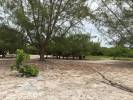 Donkeys, Holbox