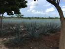 Agave at the worst Tequileria in Mexico