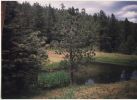 Pond at Head of Dean Campsite