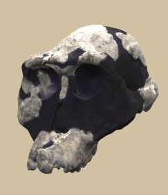 AL 444-2, Australopithecus afarensis skull