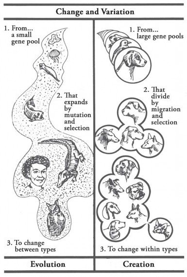 AiG 'Adaptation', not 'Evolution'