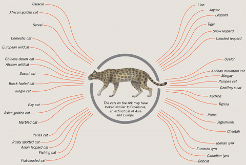 AiG - Cat 'Adaptation', not 'Evolution'