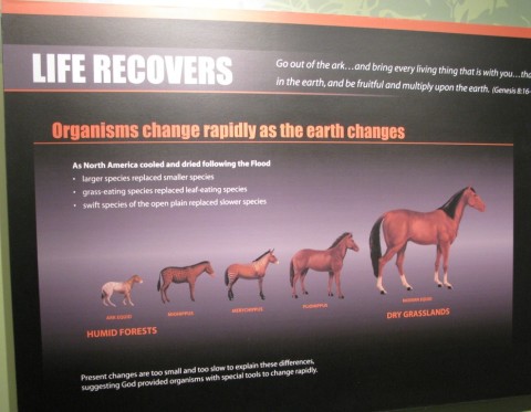 AiG Horse 'Adaptation', not 'Evolution'