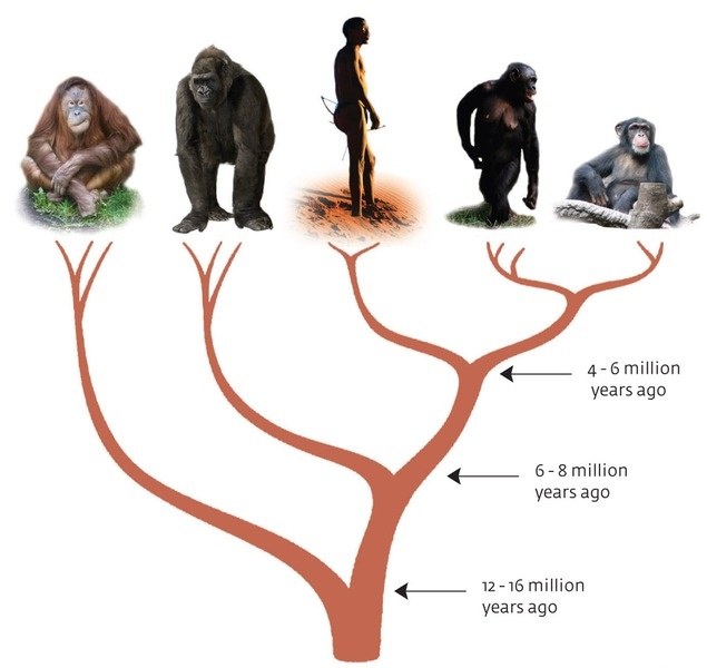 Ape Evolutionary Tree