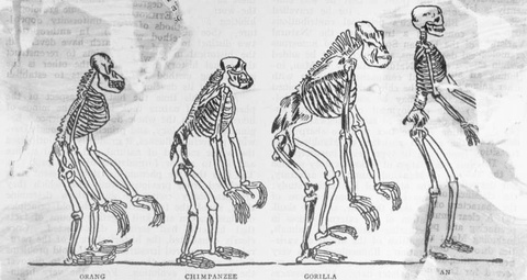 Ape Skeletons