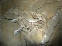 Archaeopteryx - Berlin Specimen