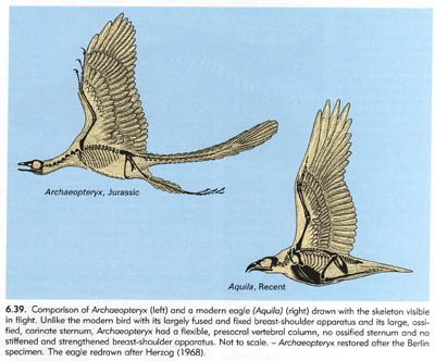 Comparison of Archaeopteryx to a Modern Eagle