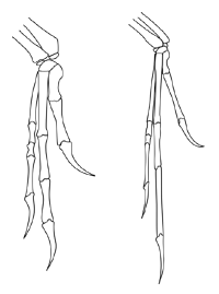 Deinonychus vs. Archaeopteryx Hand Comparison