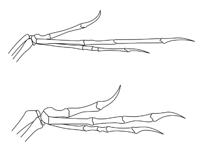 Deinonychus and Archaeopteryx Hands
