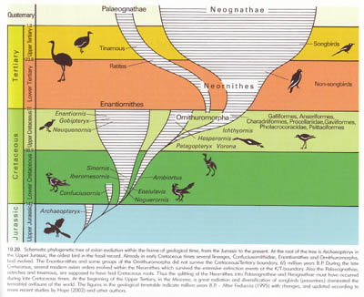 Avian Family Tree