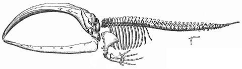 Baleen Whale Skeleton