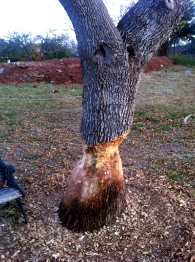 Beaver Assaulted Tree