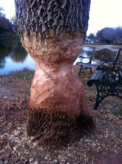 Beaver Assaulted Tree