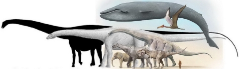 Big Animals Compared to a Person