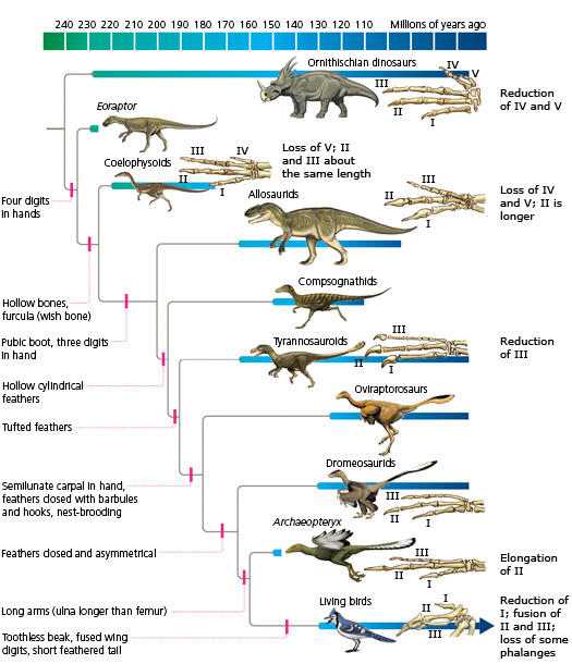 Bird Evogram