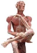 BodyWorlds Whole Body Plastinate