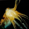 Cuttlefish