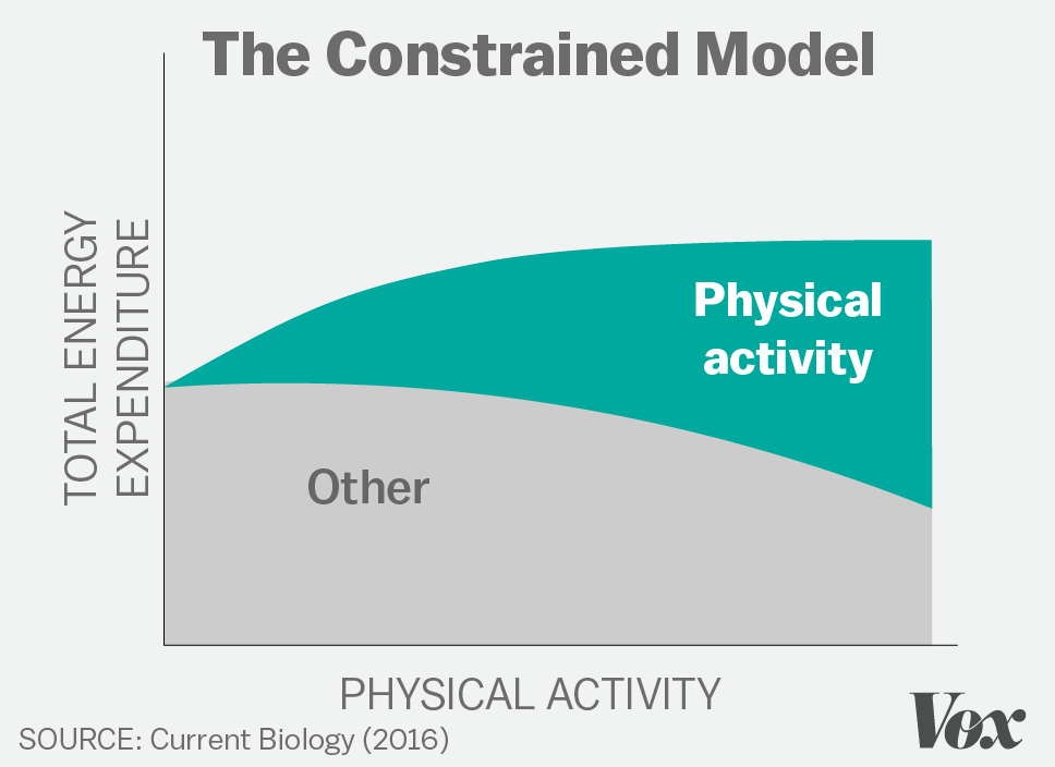 Constrained Energy Expenditure Model