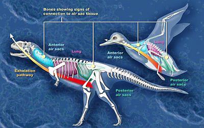 Theropod Respiratory System