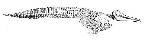 Dolphin Skeleton